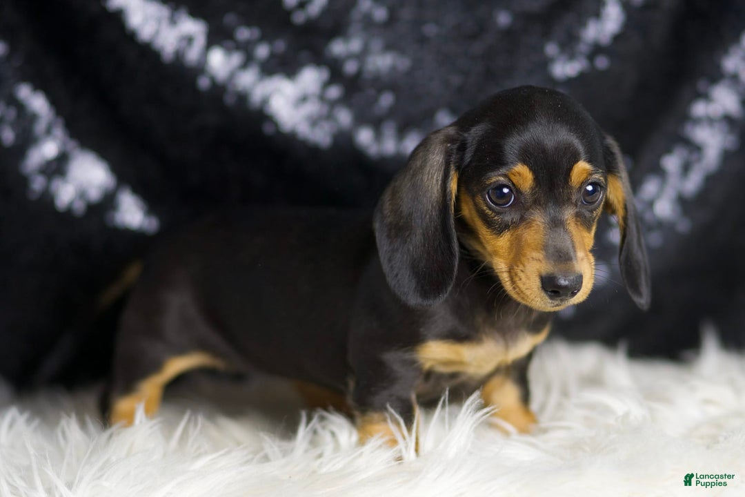 Miniature Dachshund dogs for sale: Susie - Image 4