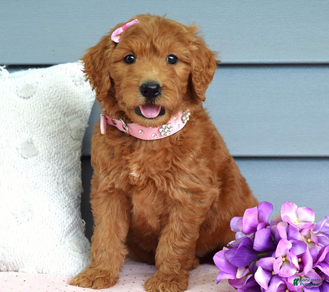 Goldendoodle dogs for sale: Cora - Image 7