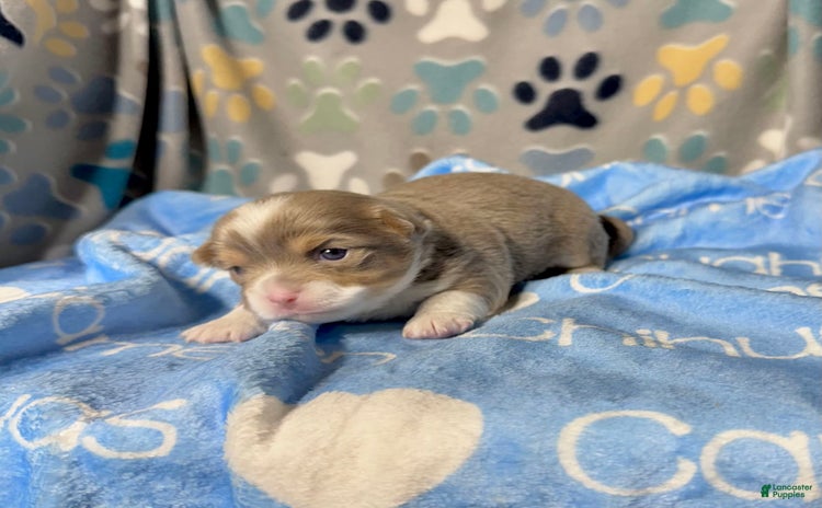 Chihuahua dogs for sale - Ad 4