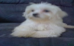 Maltese dogs for sale: Dawson - Image 4