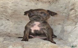 Miniature Pinscher dogs for sale: Hattie - Image 5