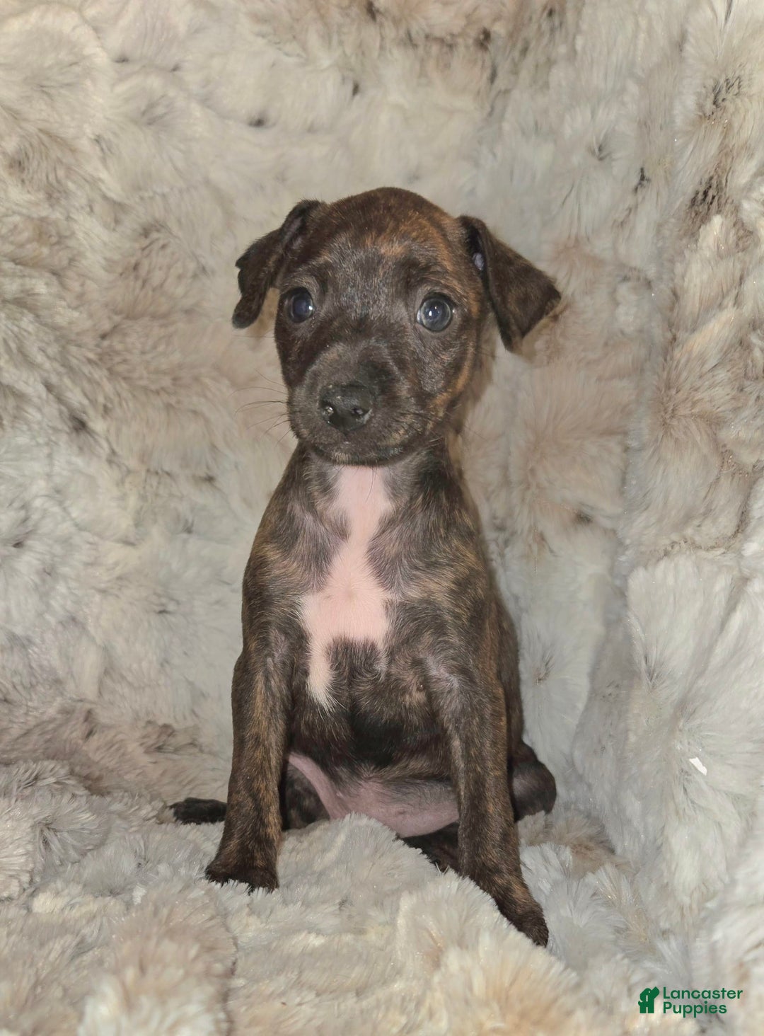 Miniature Pinscher dogs for sale: Hattie - Image 5