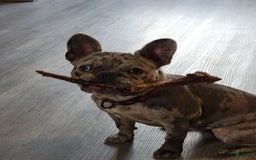 French Bulldog dogs for sale: Luna - Image 2