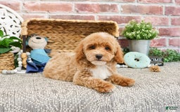 Miniature Poodle dogs for sale: Riggs - Image 2