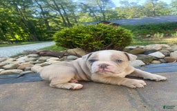 English Bulldog dogs for sale: Champ - Image 9