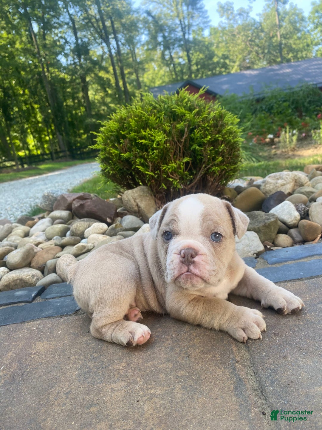 English Bulldog dogs for sale: Champ - Image 9