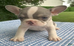 French Bulldog dogs for sale: Rosie - Image 5