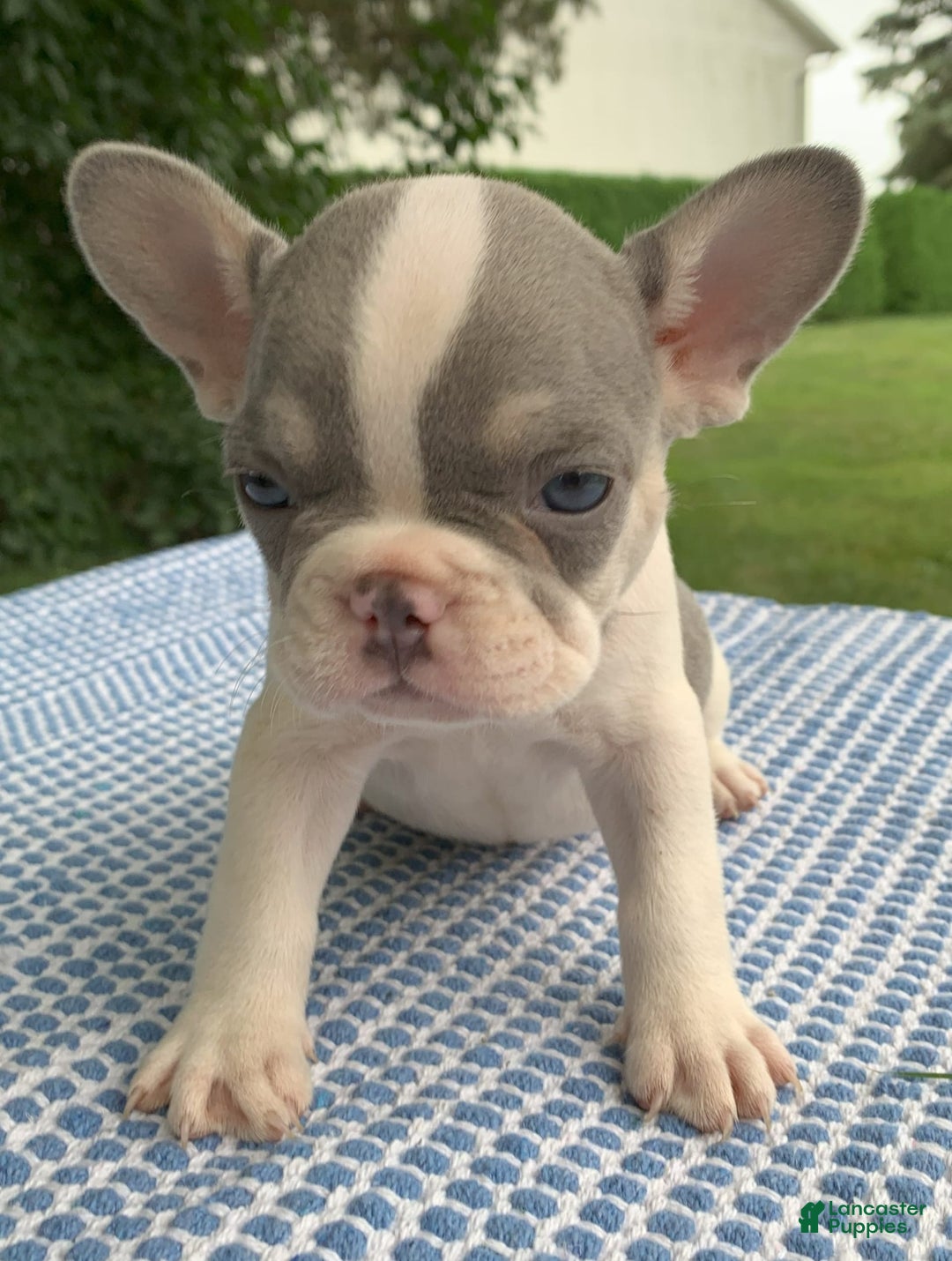 French Bulldog dogs for sale: Rosie - Image 5