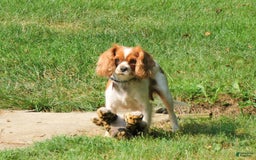 Cavalier King Charles Spaniel dogs for sale: Hunter - Image 7