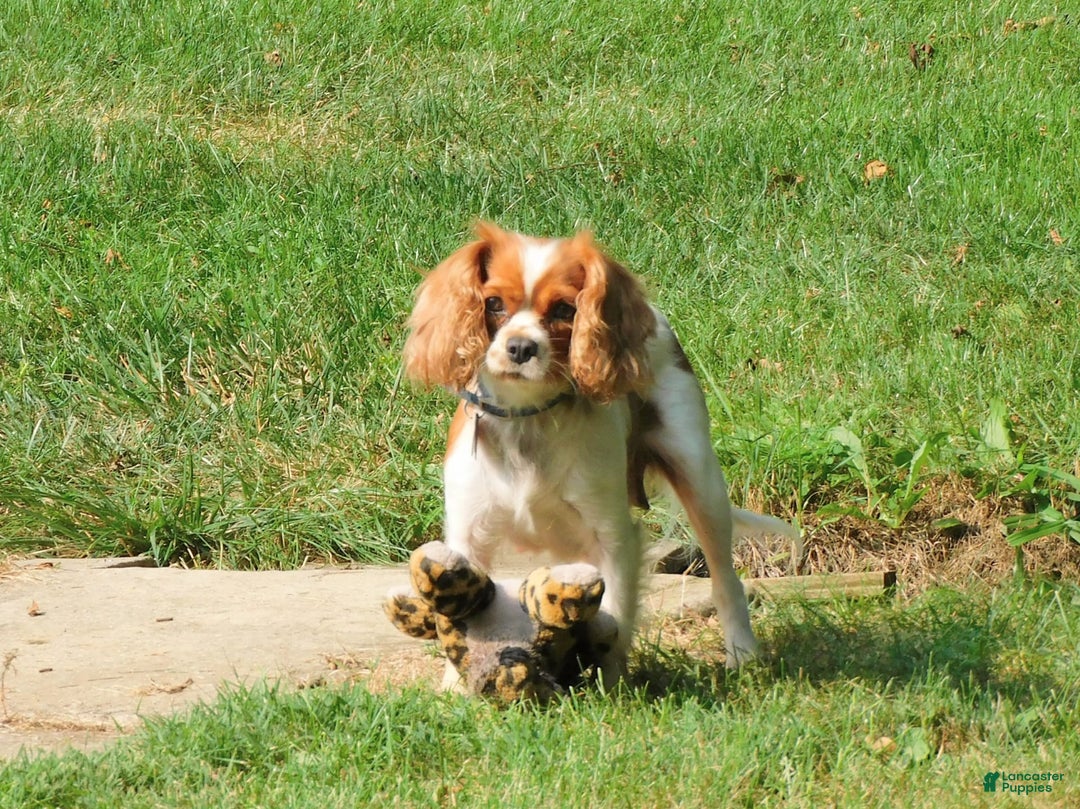 Cavalier King Charles Spaniel dogs for sale: Hunter - Image 7