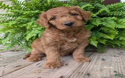 Goldendoodle dogs for sale: Dash - Image 14
