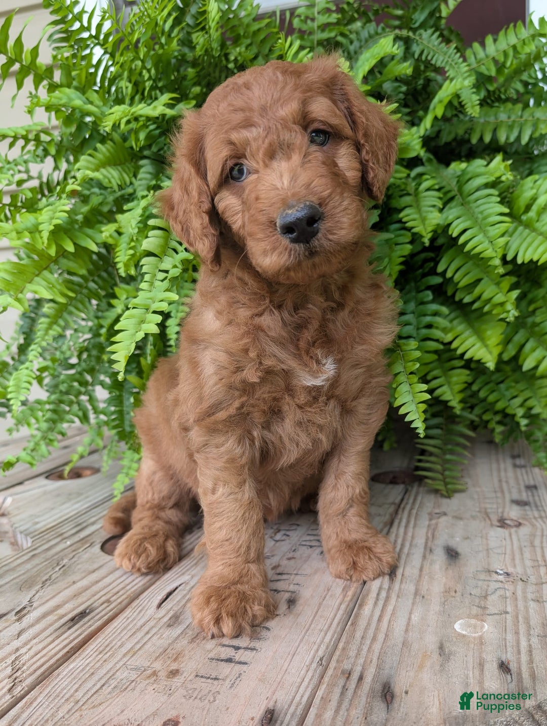 Goldendoodle dogs for sale: Dash - Image 14