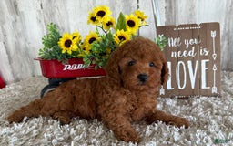 Toy Poodle dogs for sale: Gunner - Image 2