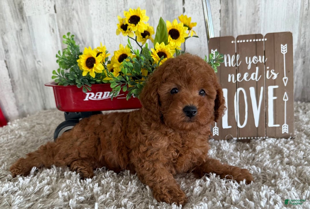 Toy Poodle dogs for sale: Gunner - Image 2