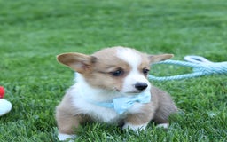 Welsh Corgi Pembroke dogs for sale: Griffin - Image 19