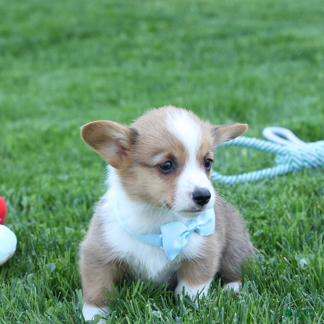 Welsh Corgi Pembroke dogs for sale: Griffin - Image 19