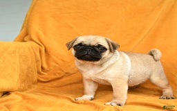 Pug dogs for sale: Pug 6 puppies - Image 10
