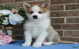 Pomsky dogs for sale: Archer - Image 5