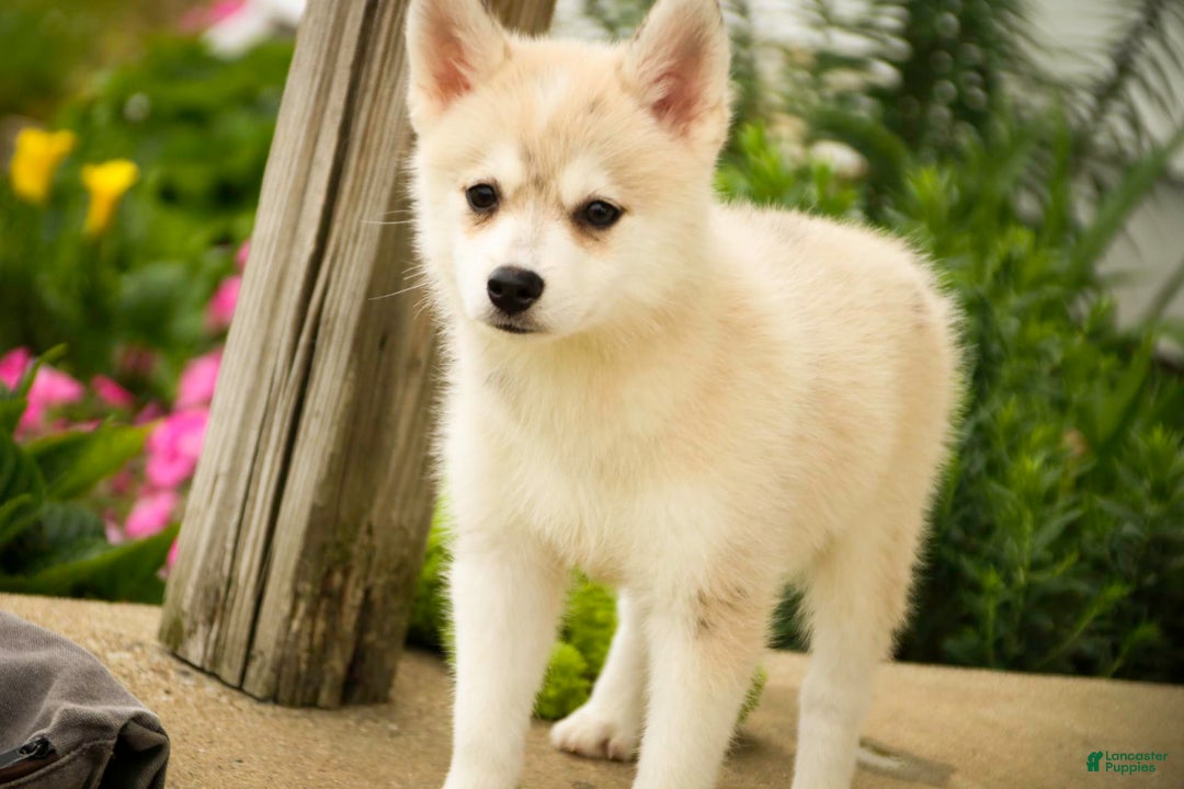 Pomsky dogs for sale: Blaze - Image 5