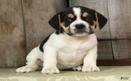 Beabull dogs for sale: Wynona - Image 7