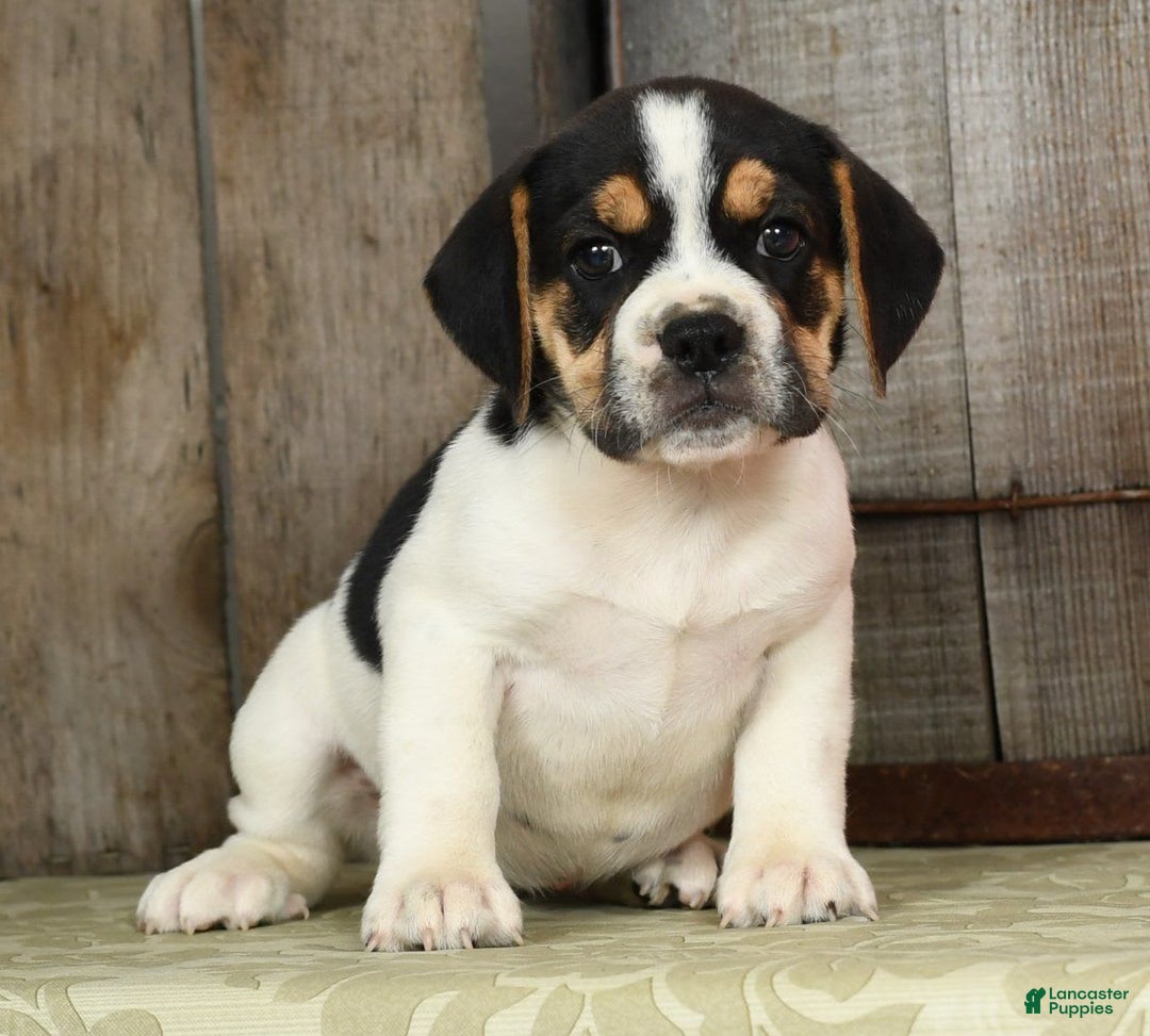 Beabull dogs for sale: Wynona - Image 7