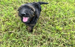 Goldendoodle dogs for sale: Lilly - Image 3