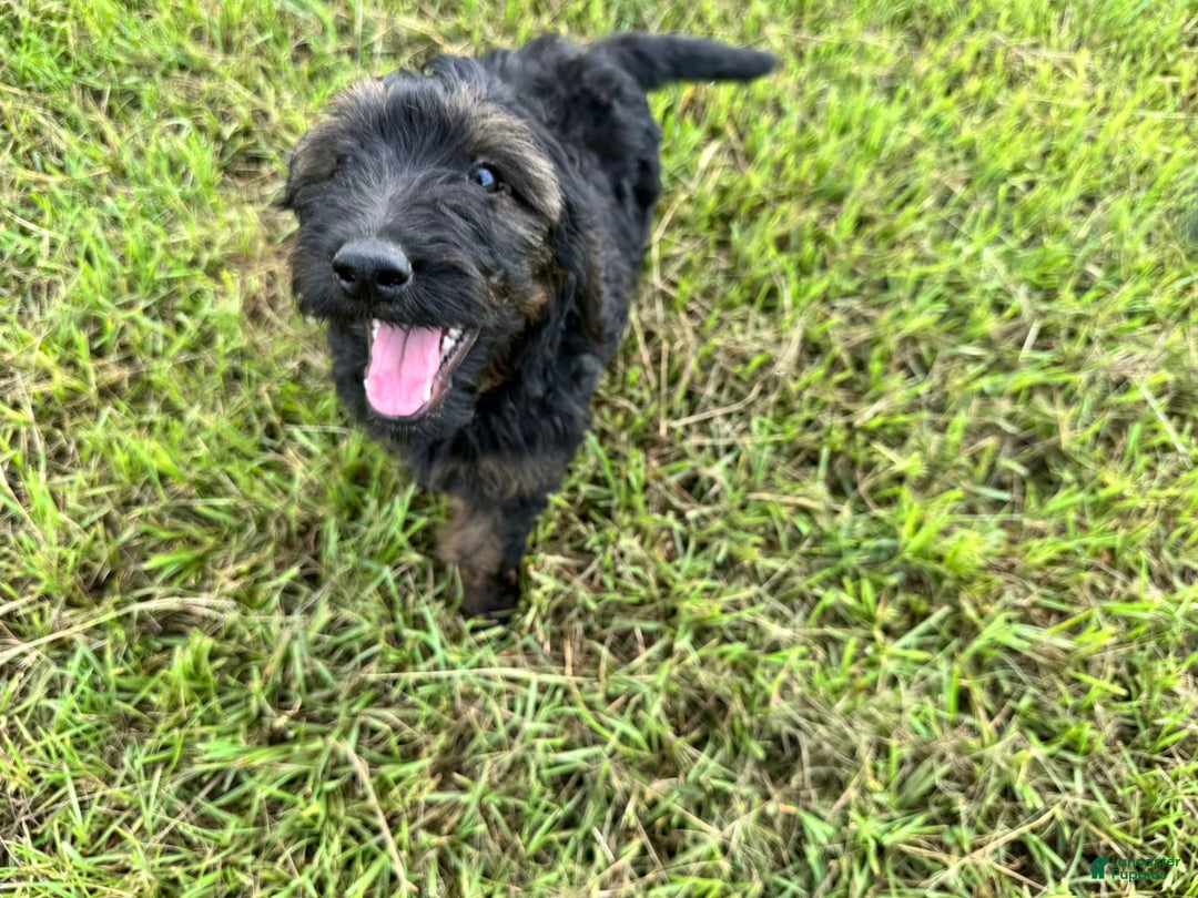 Goldendoodle dogs for sale: Lilly - Image 3