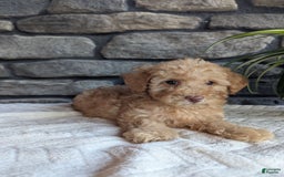 Miniature Poodle dogs for sale: Ace - Image 2