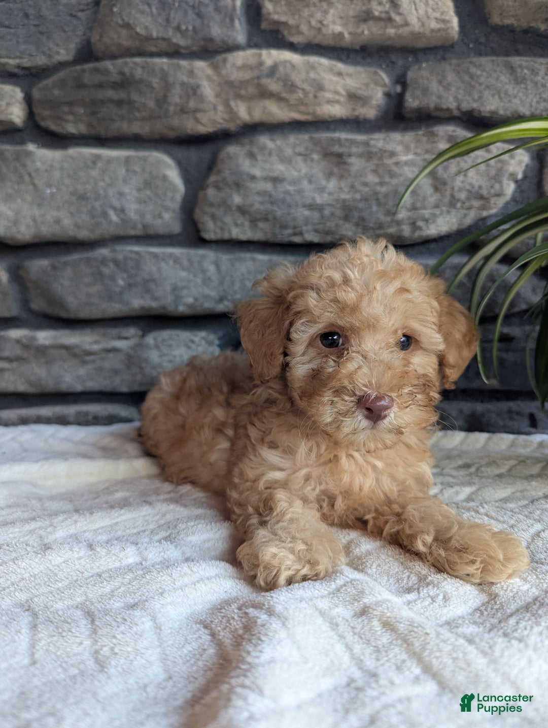 Miniature Poodle dogs for sale: Ace - Image 2