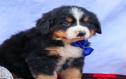 Bernese Mountain Dog dogs for sale: Seth - Image 20