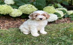 Mini Goldendoodle dogs for sale: Fluffy - Image 3