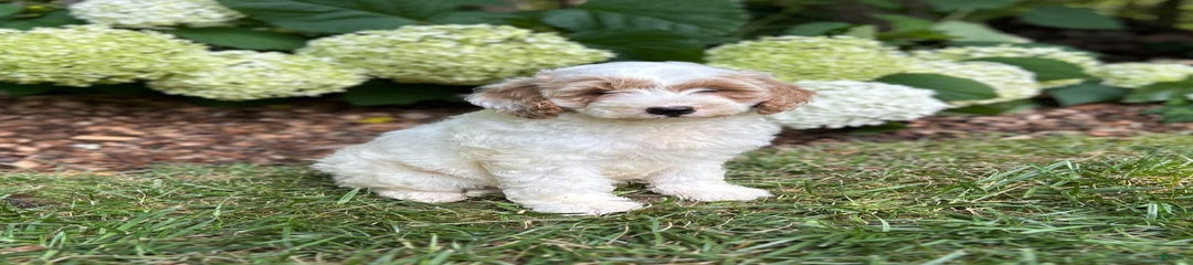 Fluffy