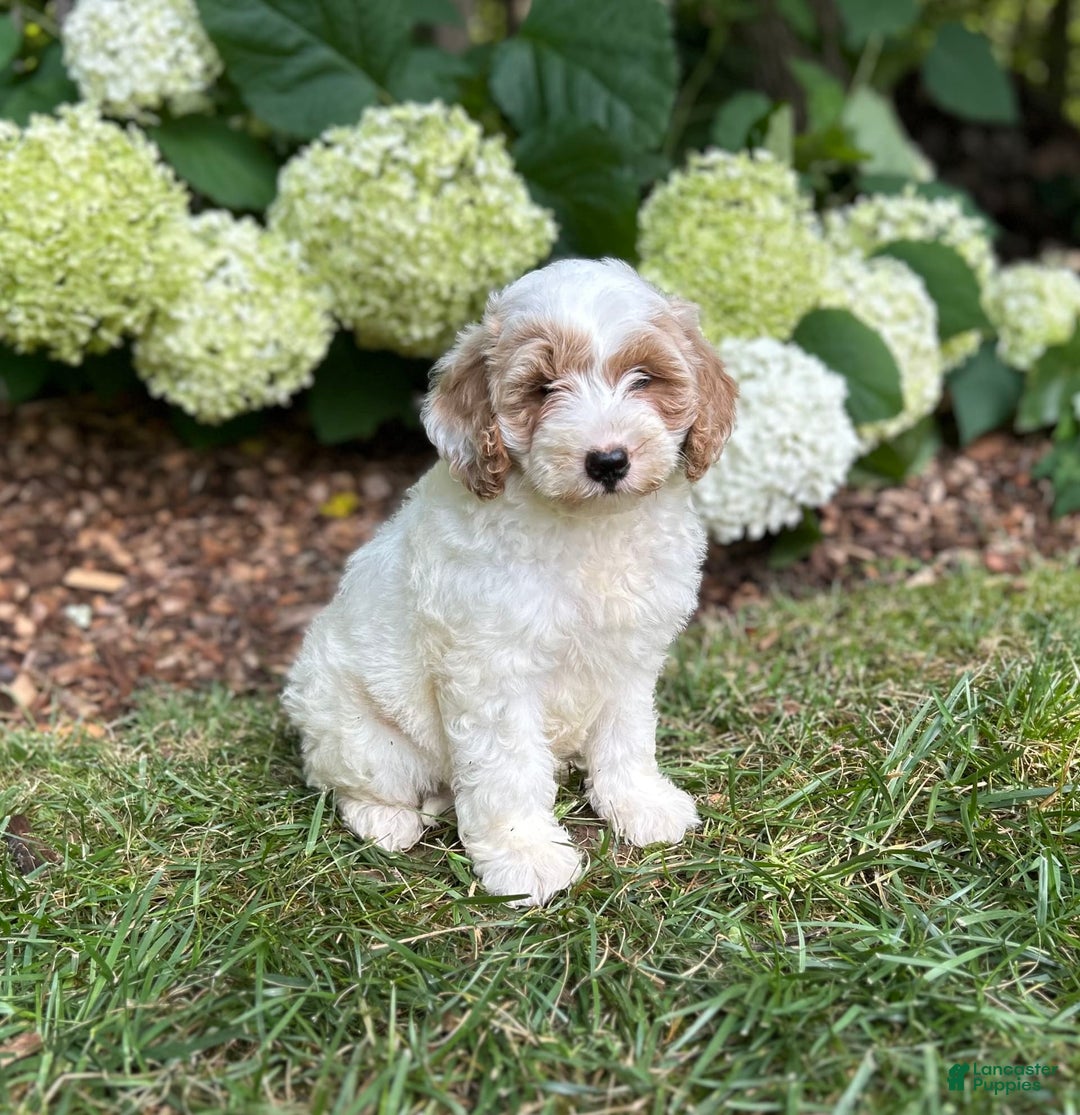 Mini Goldendoodle dogs for sale: Fluffy - Image 3
