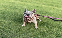 French Bulldog dogs for sale: Rocky - Image 2