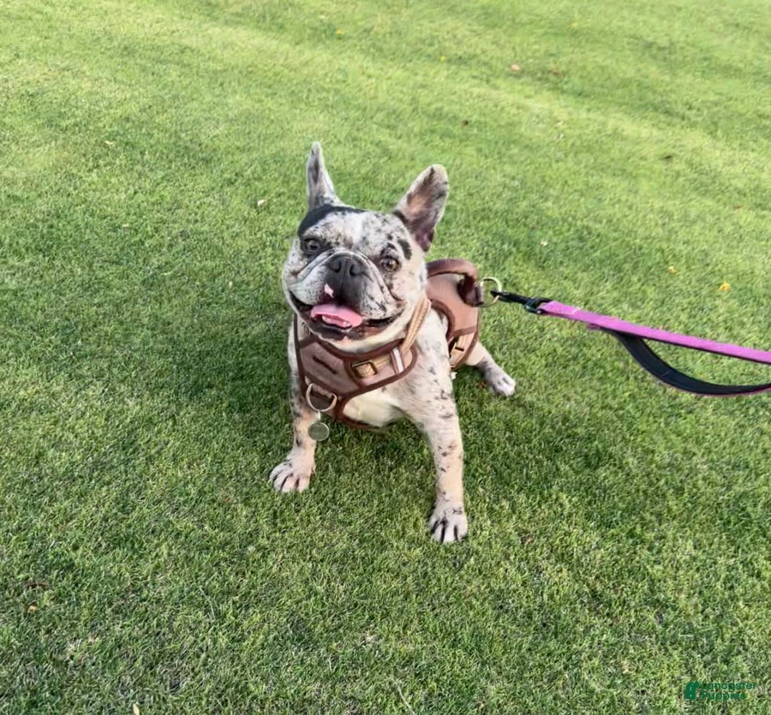 French Bulldog dogs for sale: Rocky - Image 2