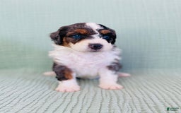 Bernedoodle dogs for sale: Angie - Image 1
