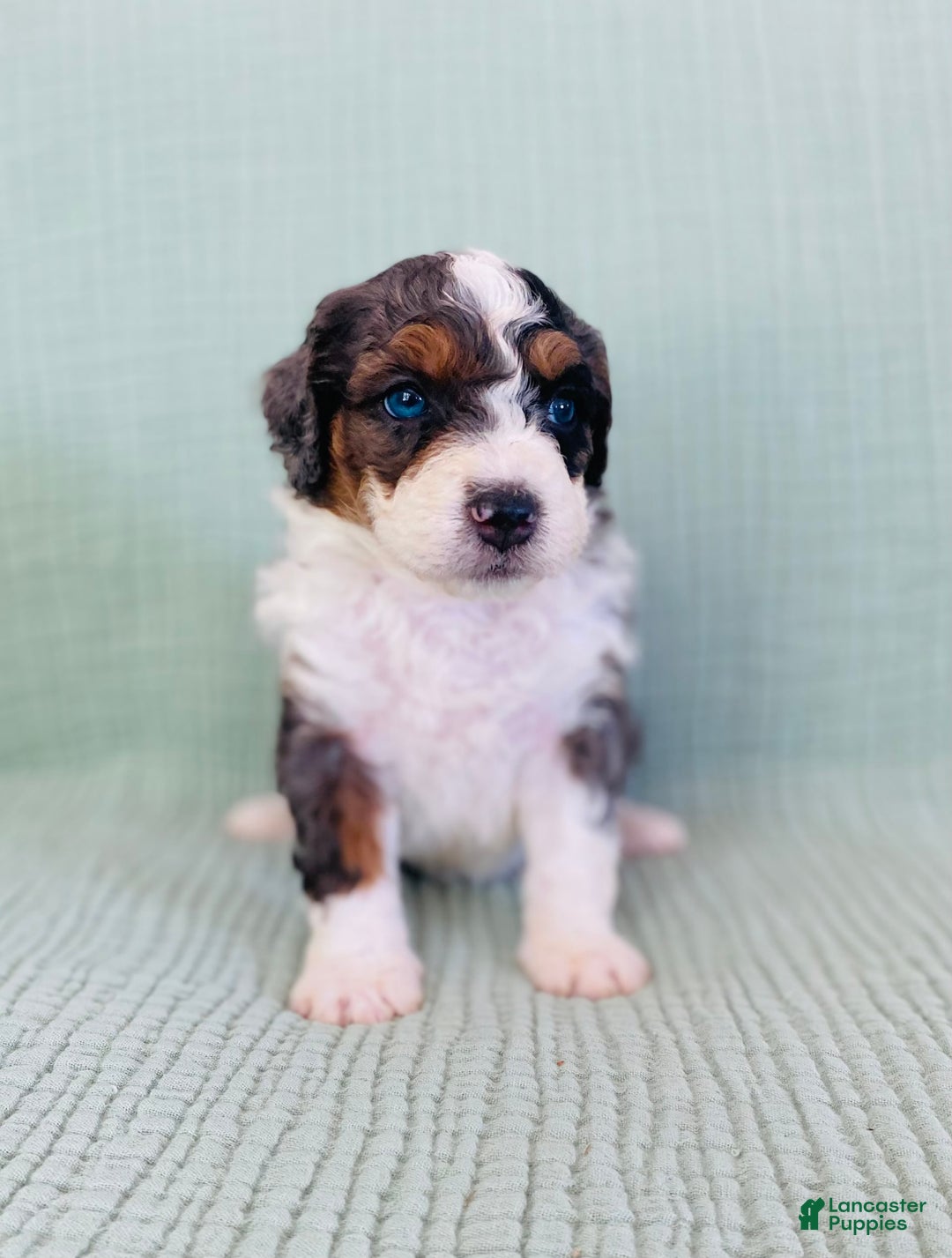 Bernedoodle dogs for sale: Angie - Image 1