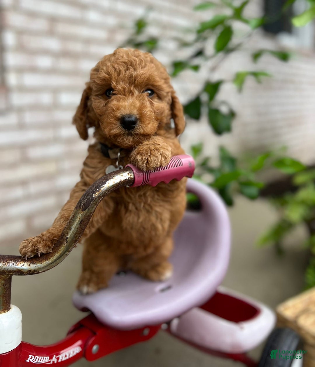 Goldendoodle dogs for sale: Charlotte - Image 3