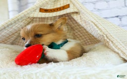 Welsh Corgi Pembroke dogs for sale: Garrett - Image 9