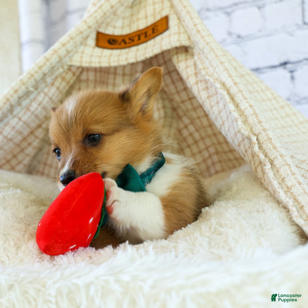 Welsh Corgi Pembroke dogs for sale: Garrett - Image 9
