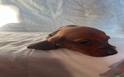 Dachshund dogs for sale: Benny - Image 2