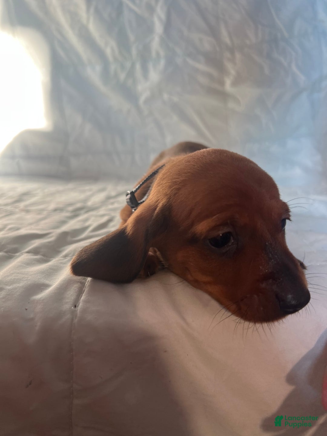 Dachshund dogs for sale: Benny - Image 2
