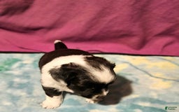 Chihuahua dogs for sale: Mani - Image 8