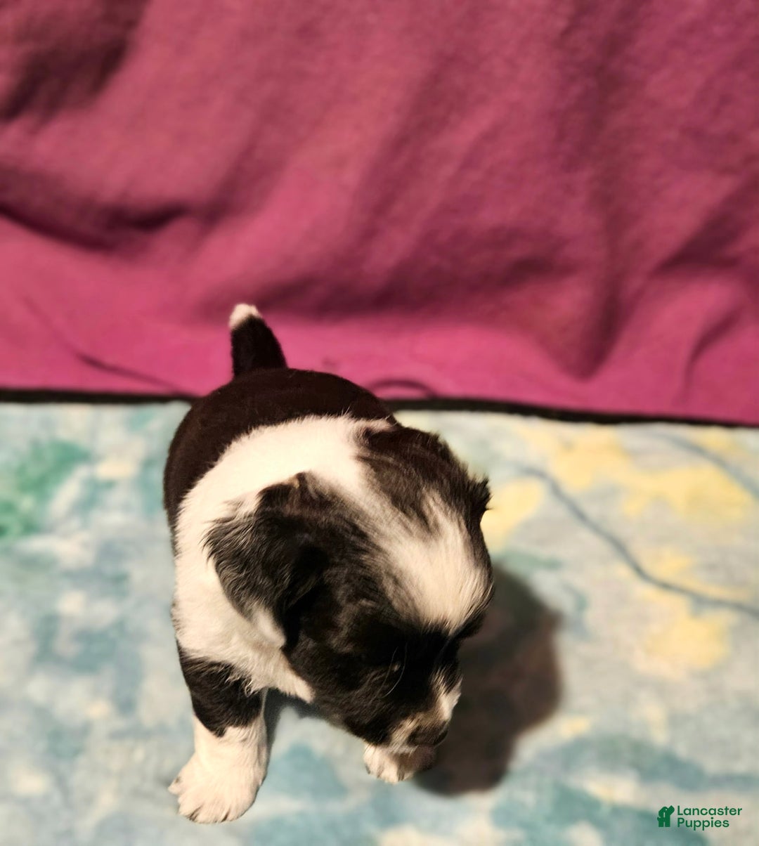 Chihuahua dogs for sale: Mani - Image 8