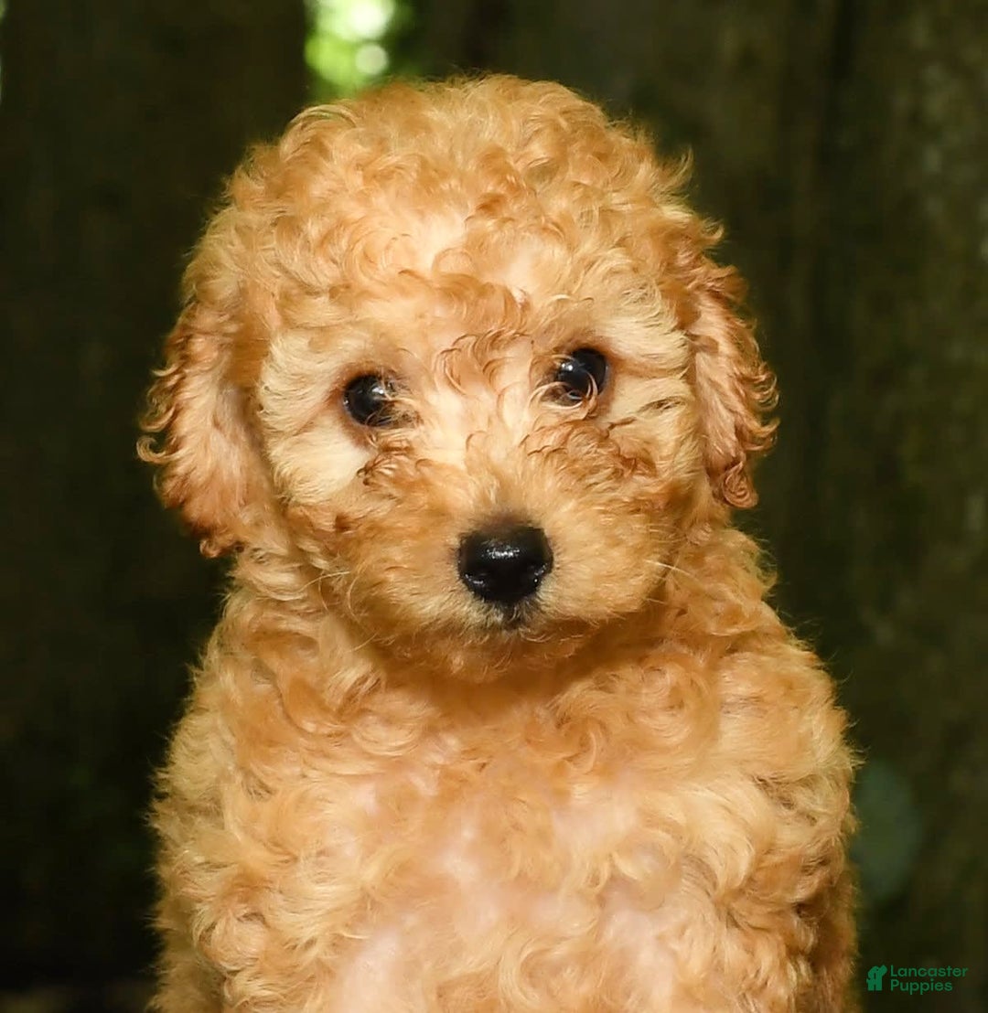 Mini Goldendoodle dogs for sale: Lexie - Image 3