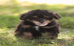 Mini Bernedoodle dogs for sale: Marshall - Image 1