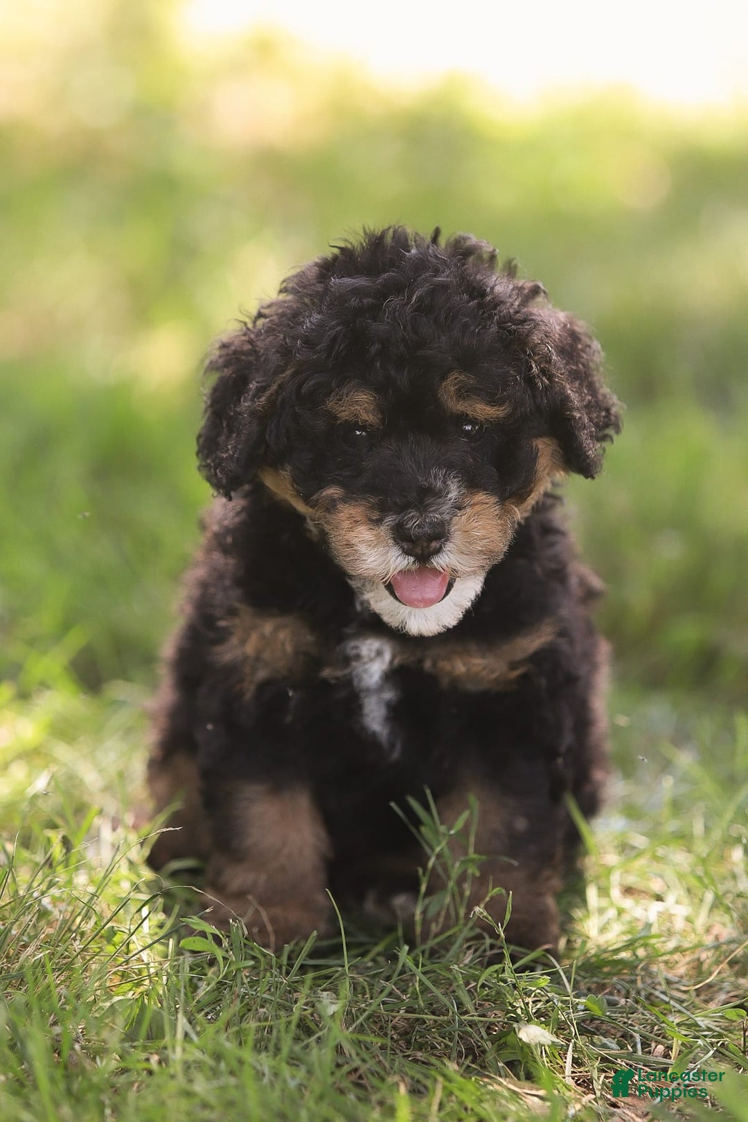 Mini Bernedoodle dogs for sale: Marshall - Image 1
