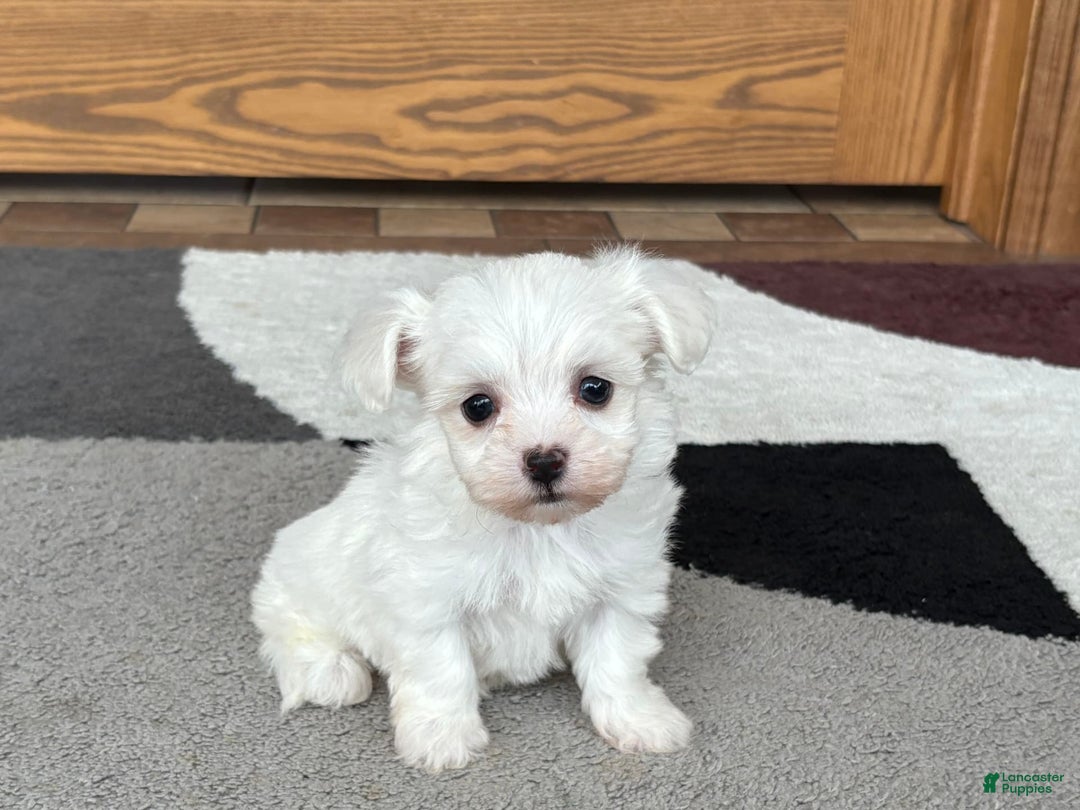 Coton De Tulear dogs for sale: Nadine - Image 8