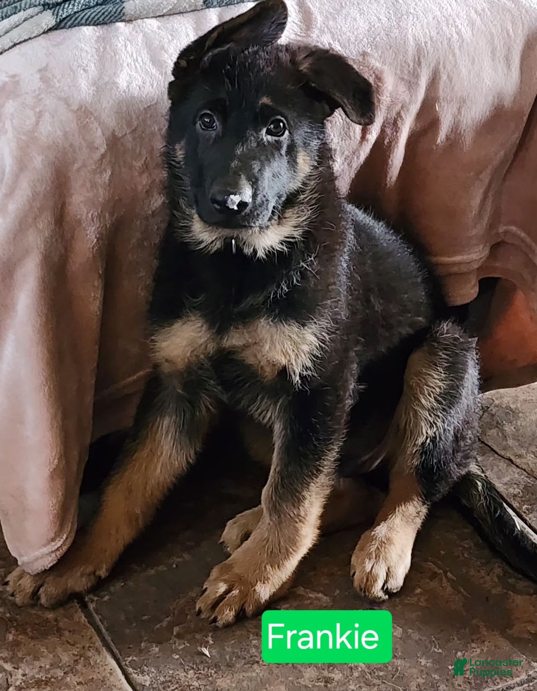 German Shepherd dogs for sale: Frankie - Image 1
