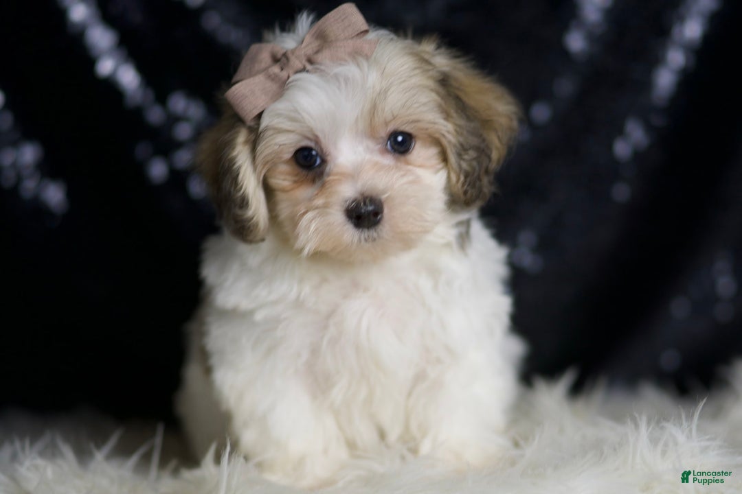 Maltipoo dogs for sale: Banjo - Image 4